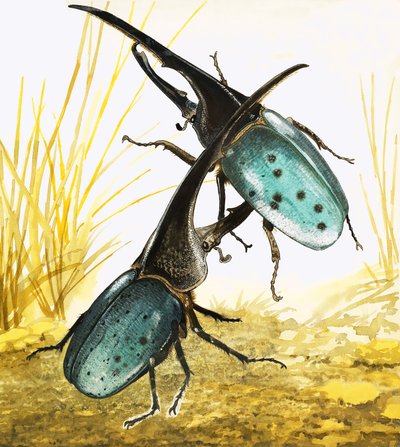 Stag Beetles by English School