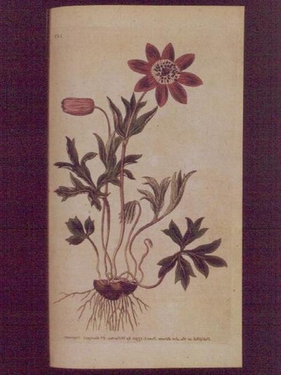 Star Anemone, Plate 123 from William Curtis