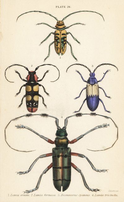 Sternotomis pulchra, Tragocephala formosa, Elderberry Borer, Desmocerus palliatus, and Thysia wallichii by English School