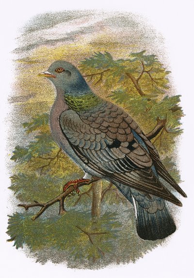Stock Dove by English School
