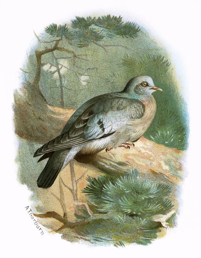 Stock Dove by English School