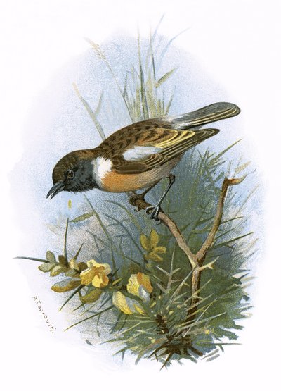 Stonechat by English School