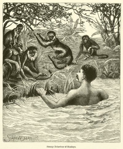 Strange Behaviour of Monkeys by English School