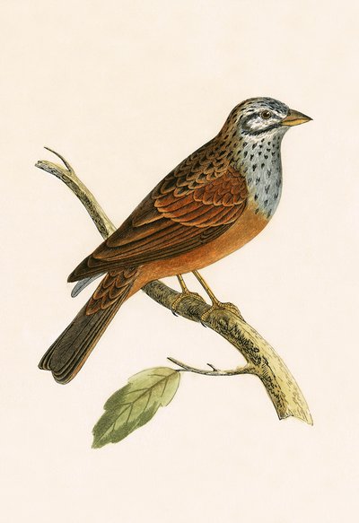 Striolated Bunting, illustration from 