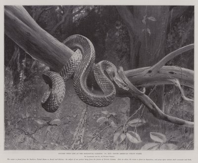 Studies from Life at the Zoological Gardens, South American Corais Snake by English School