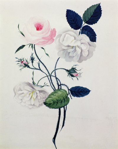 Study of White and Pink Roses by English School