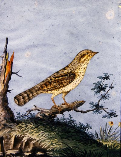 Study of a bird by English School