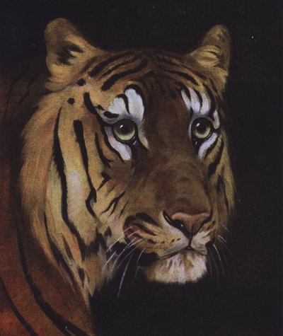 Study of a tiger