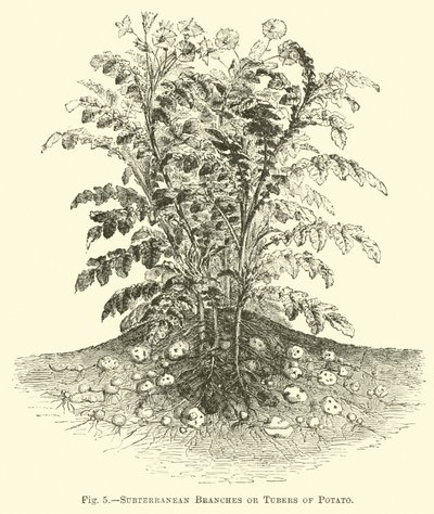 Subterranean Branches or Tubers of Potato by English School