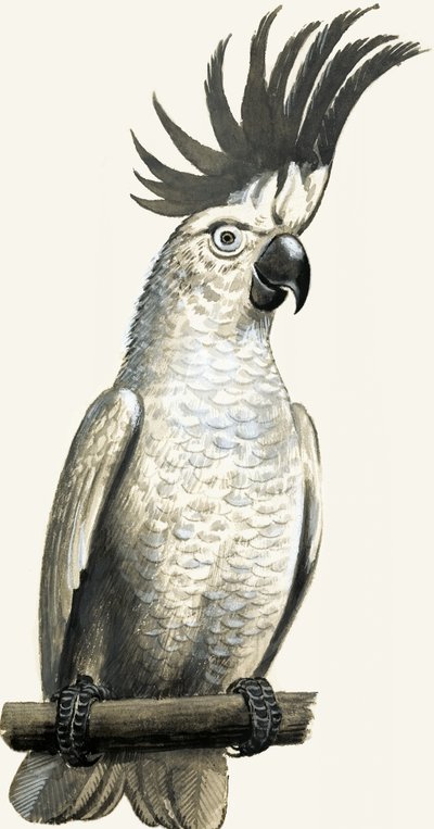 Sulphur-Crested Cockatoo by English School