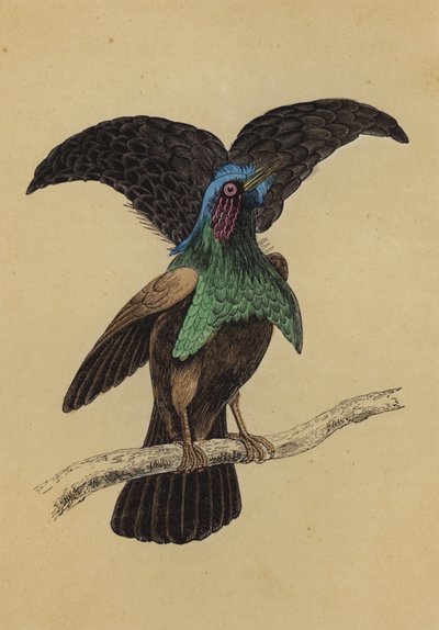 Superb Bird of Paradise by English School