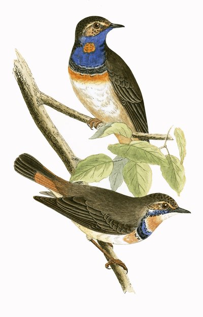 Swedish Blue Throated Warbler, illustration from 