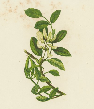 Sweet Milk Vetch, Astragalus Glyciphyllus by English School