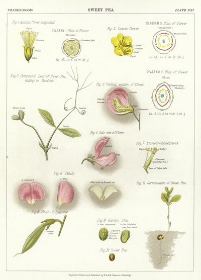 Sweet Pea by English School