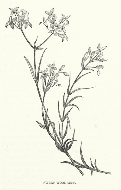 Sweet Woodruff by English School