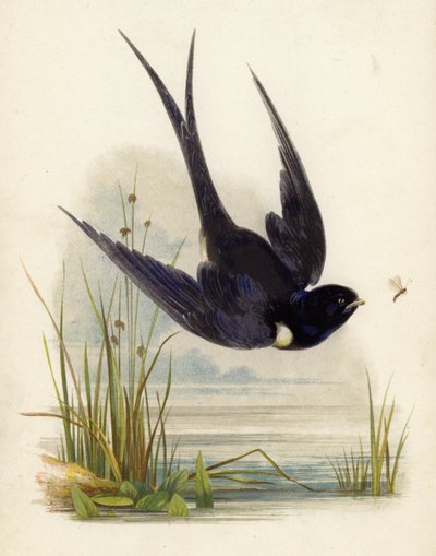 Swift by English School