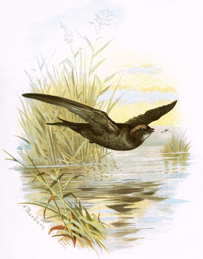Swift by English School