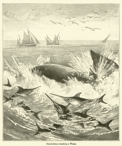 Sword-fishes attacking a Whale by English School