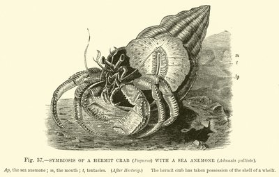 Symbiosis of a Hermit Crab (Pagurus) with a Sea Anemone, Adamsia Palliata by English School