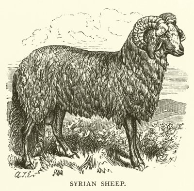 Syrian Sheep by English School