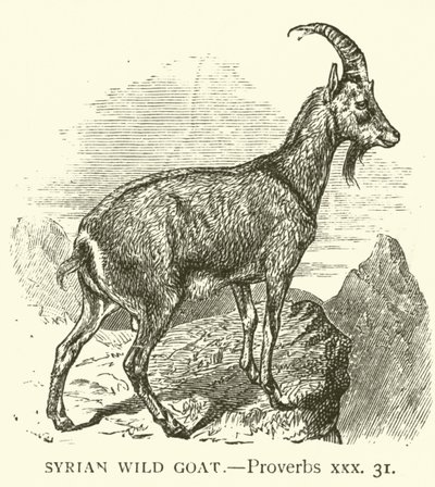 Syrian Wild Goat, Proverbs, xxx, 31 by English School