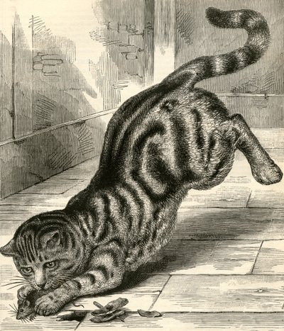 Tabby Cat Pouncing on a Mouse by English School