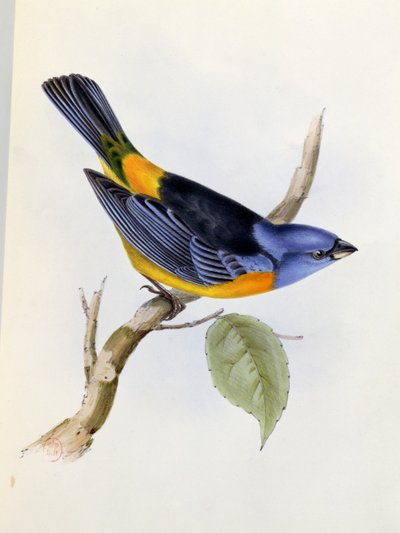Tanagra Darwini, plate 34 from The Zoology of the Voyage of H.M.S. Beagle, 1832-36 by Charles Darwin, 1840 by English School