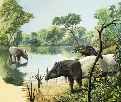 Tapirs, Illustration from Nature