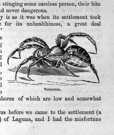 Tarantula, from Santo Domingo Past and Present by English School