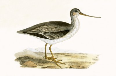 Terek Godwit, illustration from 
