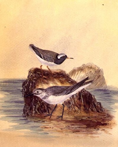 Terns, c.1890 by English School