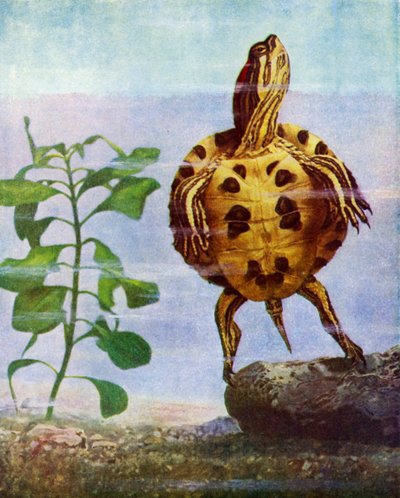 Terrapin by English School