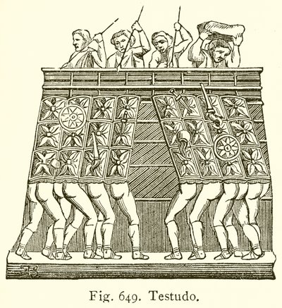 Testudo by English School