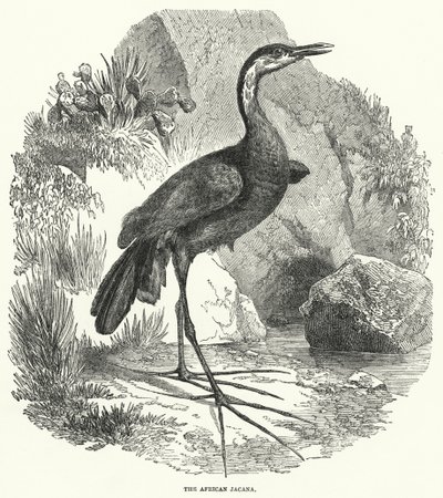 The African Jacana by English School