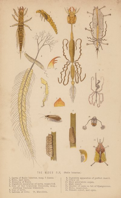 The Alder Fly, Sialis lutarius by English School