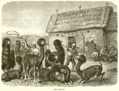 The Alpaca by English School