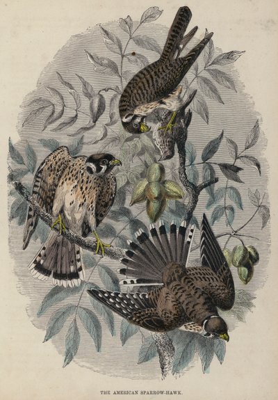 The American Sparrow-Hawk (coloured engraving) by English School