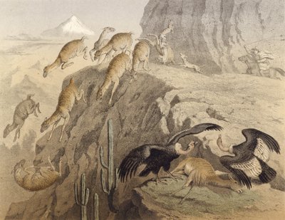 The Andes mountains in Peru, hunting the llama, the condor by English School