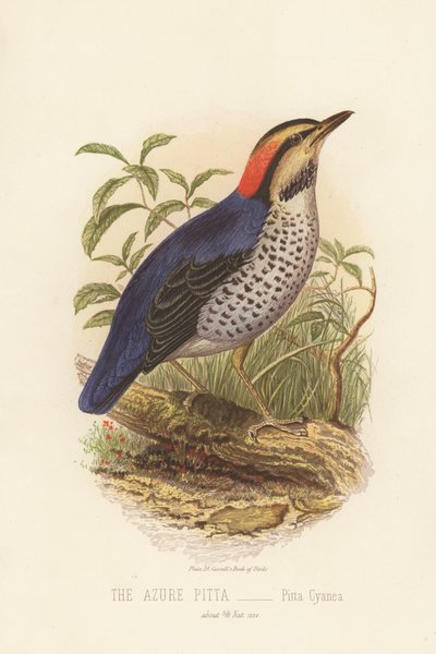 The Azure Pitta, Pitta Cyanea by English School