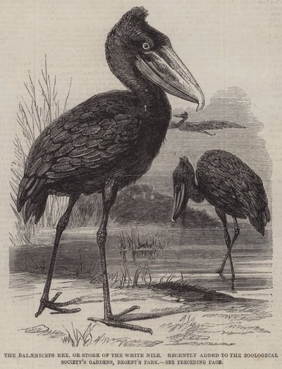 The Balaeniceps rex, or Stork of the White Nile, recently added to the Zoological Society