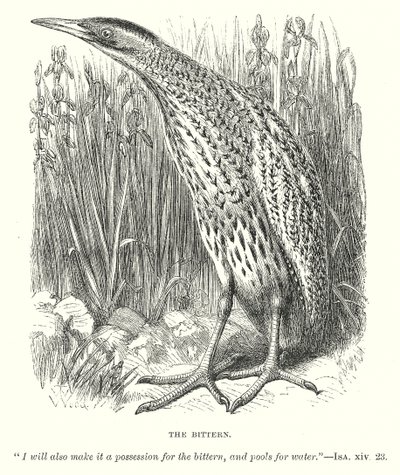 The Bittern (engraving) by English School