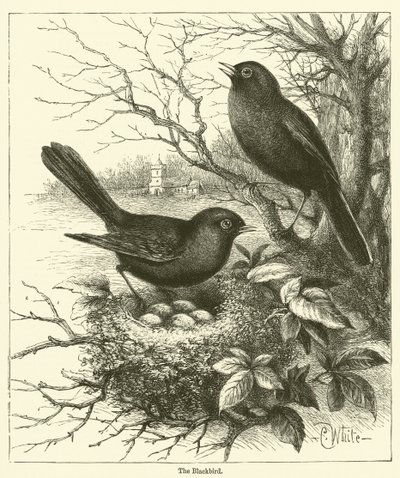 The Blackbird by English School