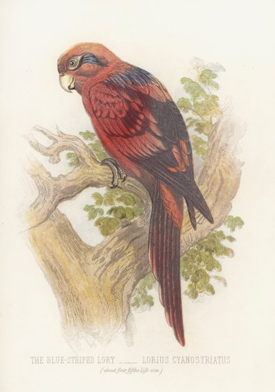 The Blue-Striped Lory, Lorius Cyanostriatus by English School