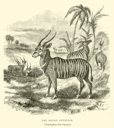 The Bongo Antelope, Trogelaphus albo-virgatus by English School