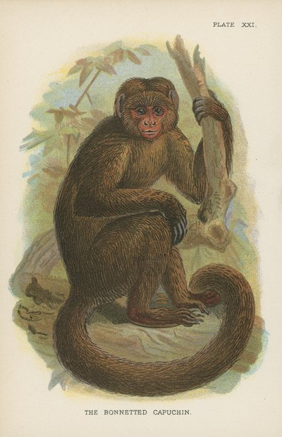 The Bonnetted Capuchin by English School