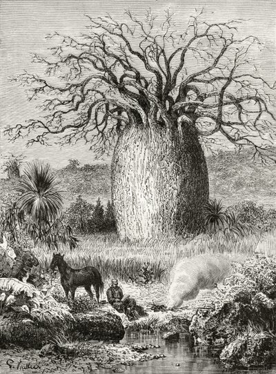 The Bottle Tree, from 