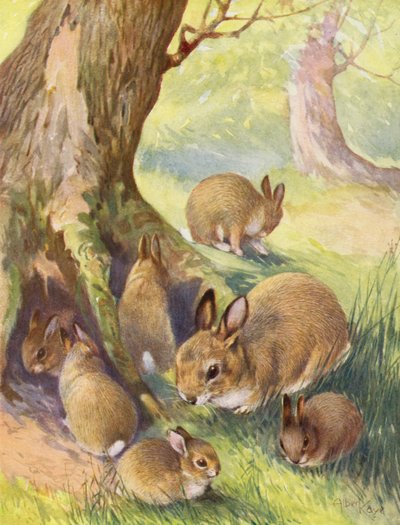 The Bunnies