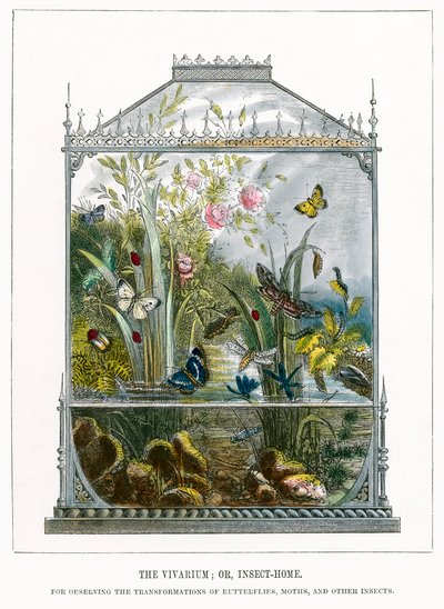 The Butterfly Vivarium by English School