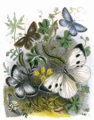 The Butterfly Vivarium by English School