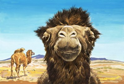The Camel, Illustration from 